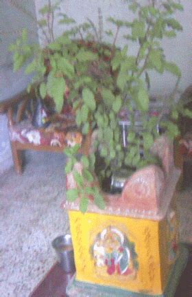 tulasi linkedin video|Tulsi (Thulsi or Thulasi) – The Holy Basil – Thiruthuzhai.